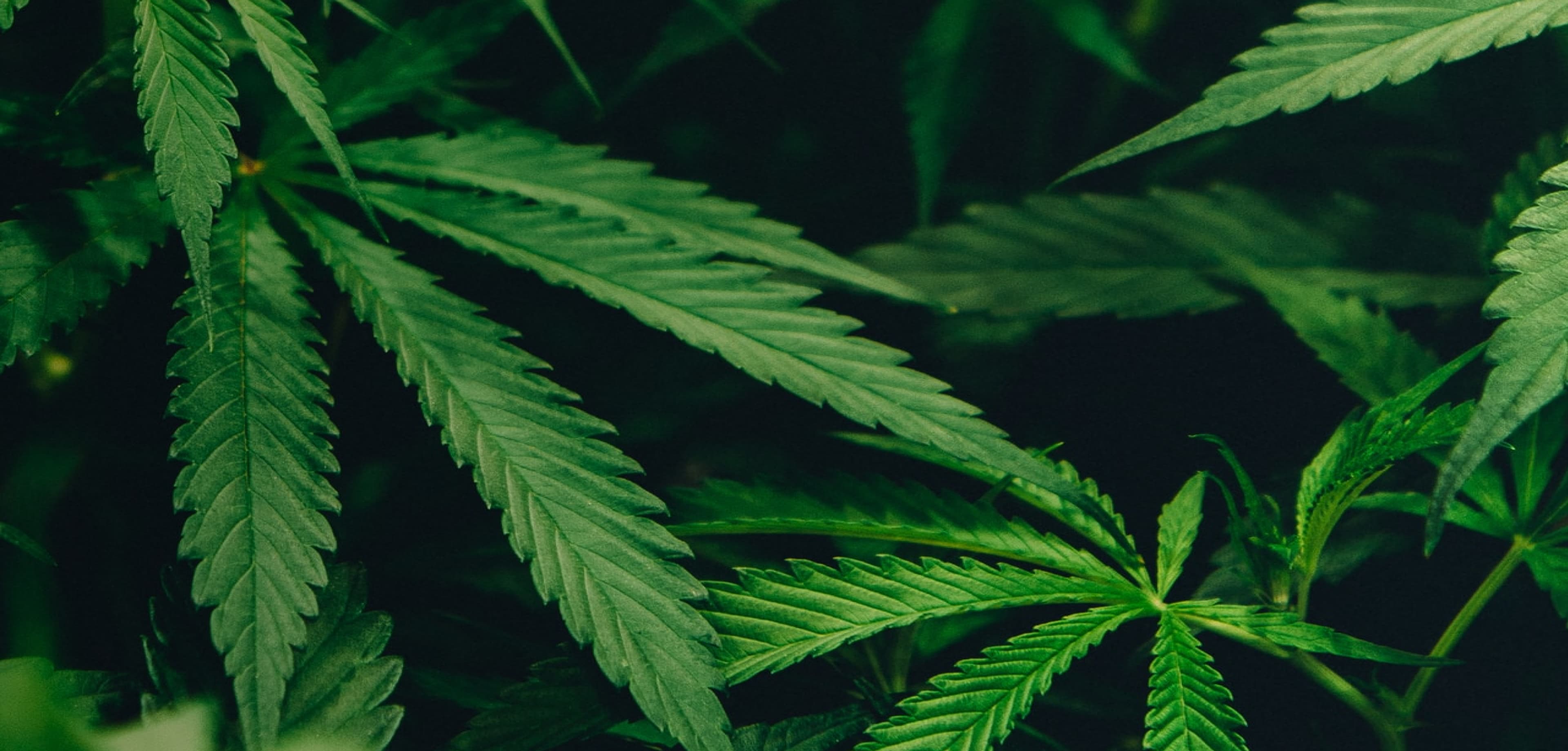 Quelle est la différence entre Cannabis et chanvre ?